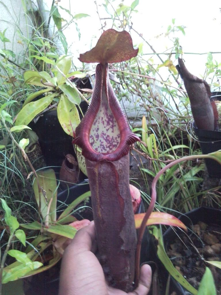 Nepenthes x [truncata x densiflora] photos